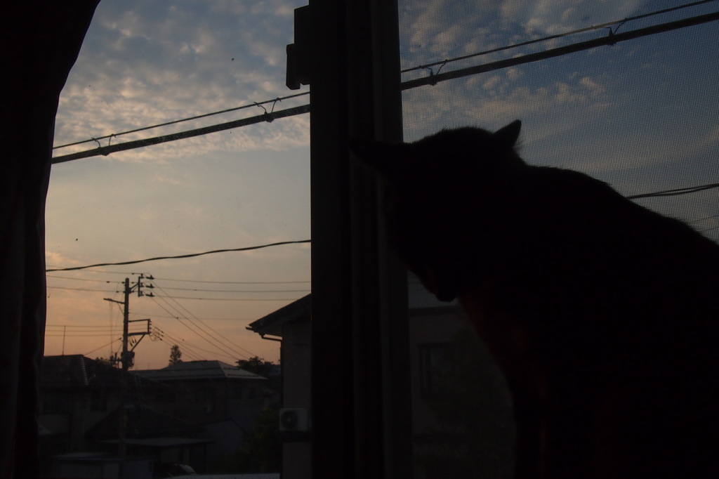 猫と夕焼け