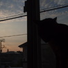 猫と夕焼け