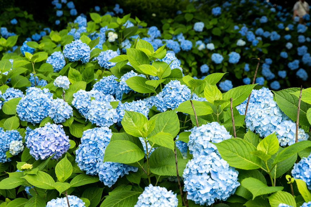 紫陽花