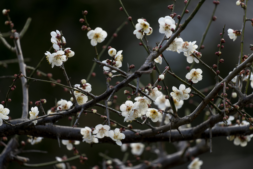 梅の花