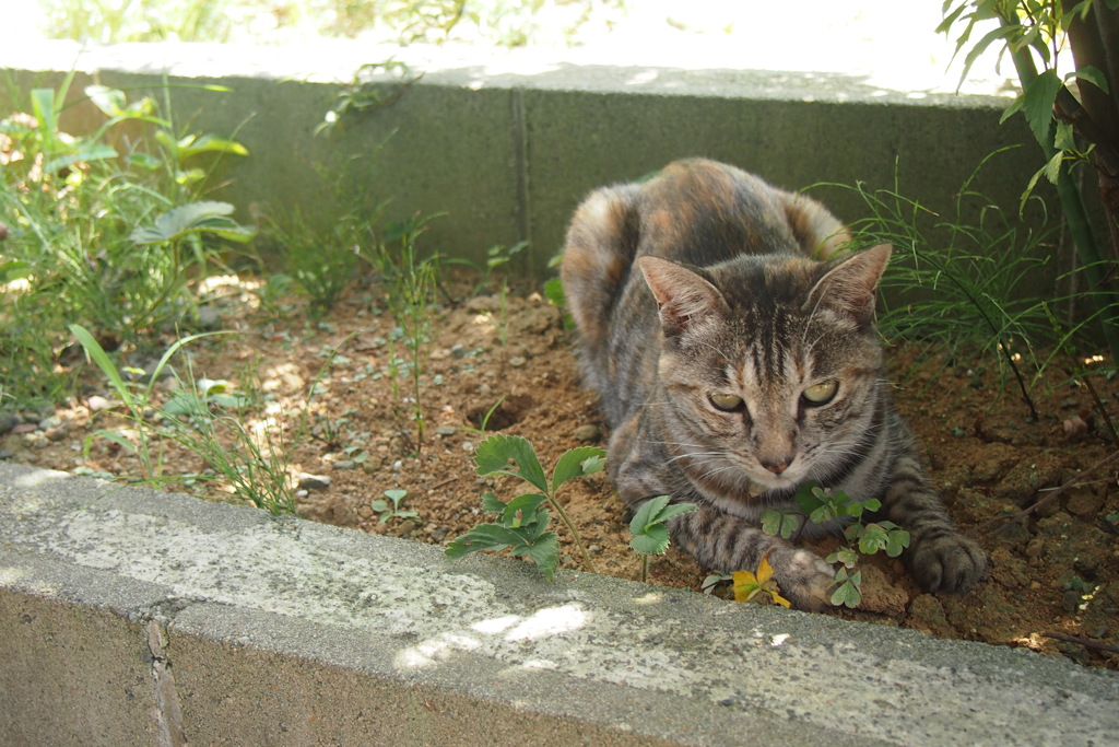 日陰でくつろぐ