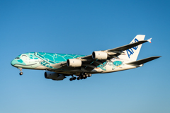 フライングホヌ　A380