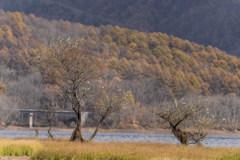 紅葉を背景に木々を撮る