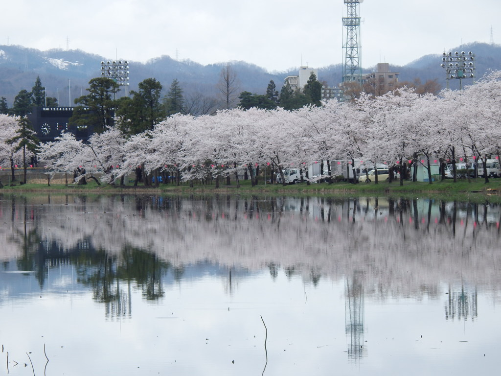 水面に映る桜並木