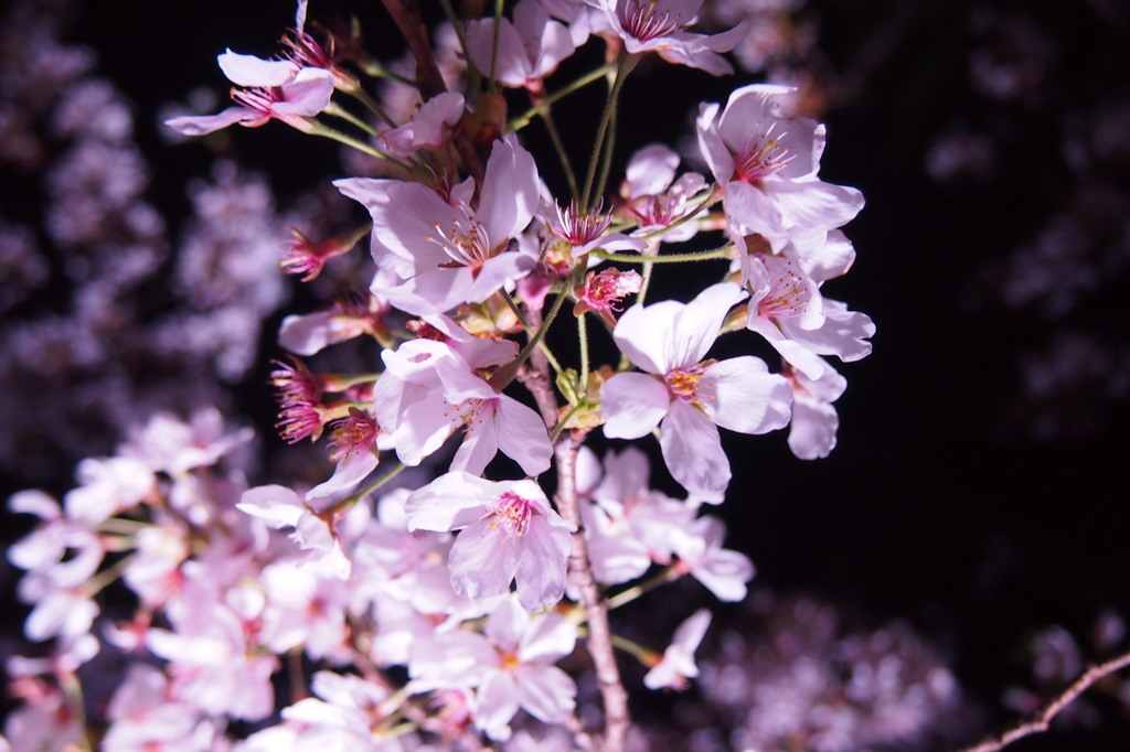桜