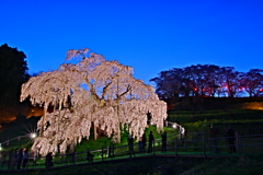 三春の滝桜