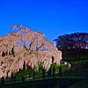 三春の滝桜