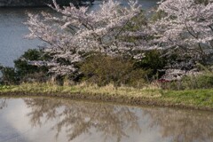 桜と田んぼ
