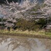 桜と田んぼ