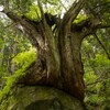 原生林の大木