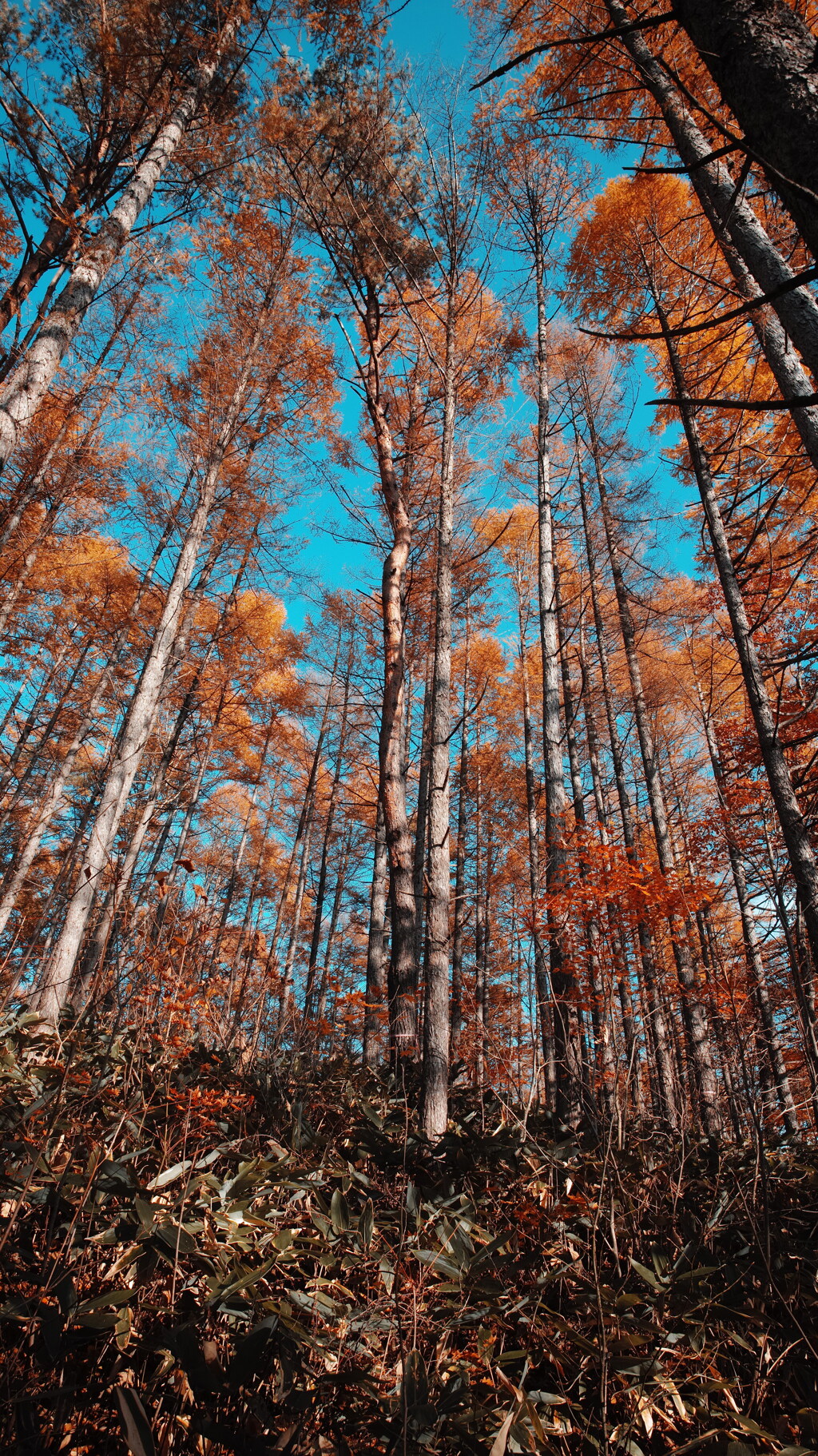 中津川渓谷の紅葉