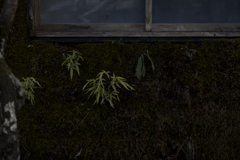 苔むす壁