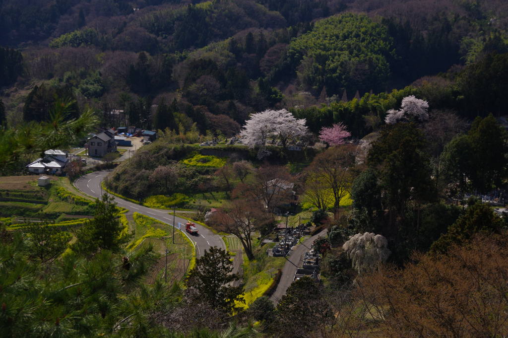 田舎の桜風景