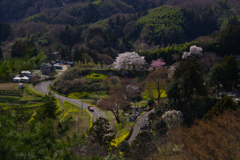 田舎の桜風景