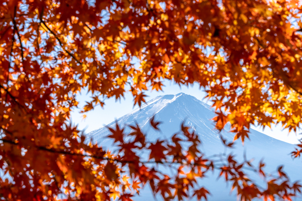 紅葉と富士山