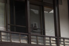 奈良井宿で猫を見る