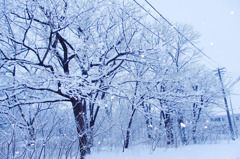 White Trees
