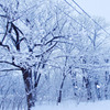 White Trees