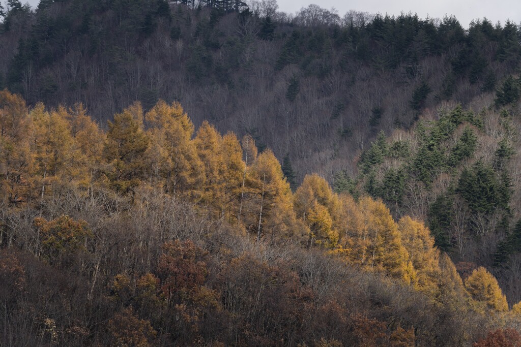 紅葉の木々