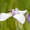 花菖蒲と一匹