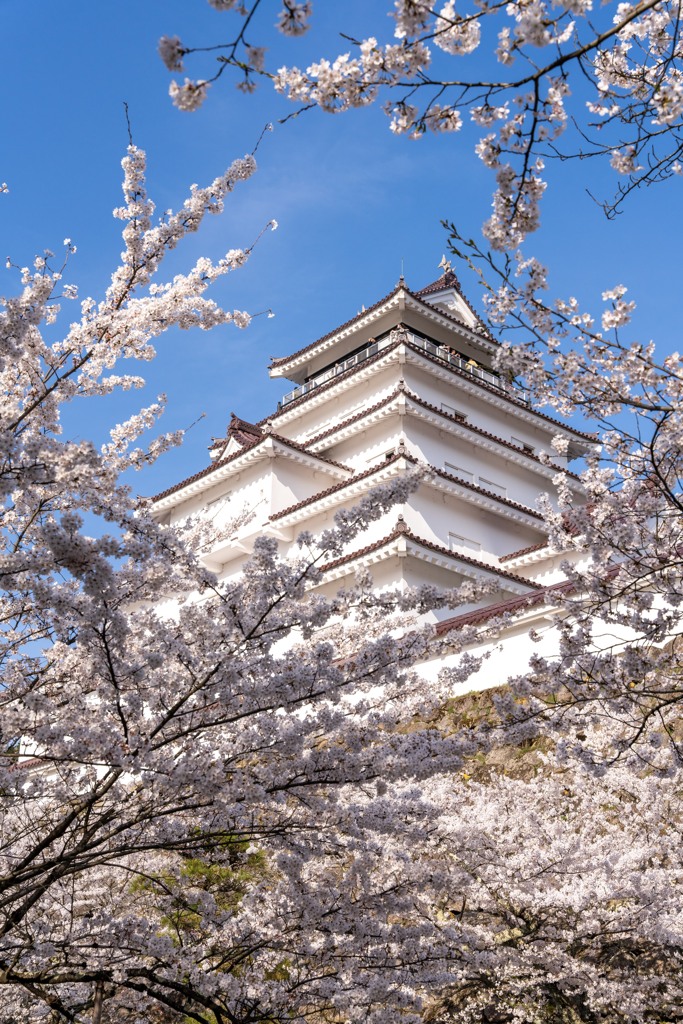 桜と鶴ヶ城