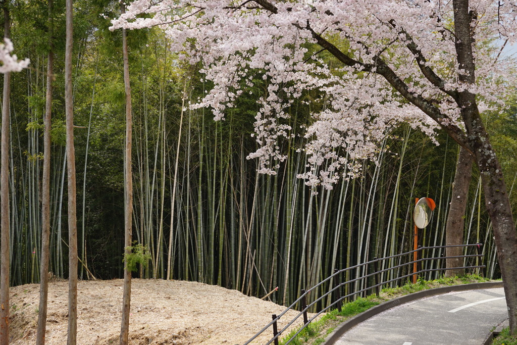 竹と桜