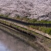 桜並木