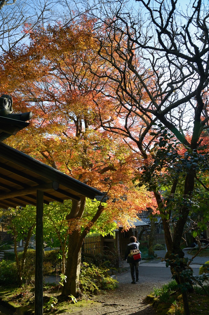 鎌倉の寺
