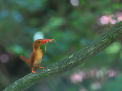 アカショウビン
