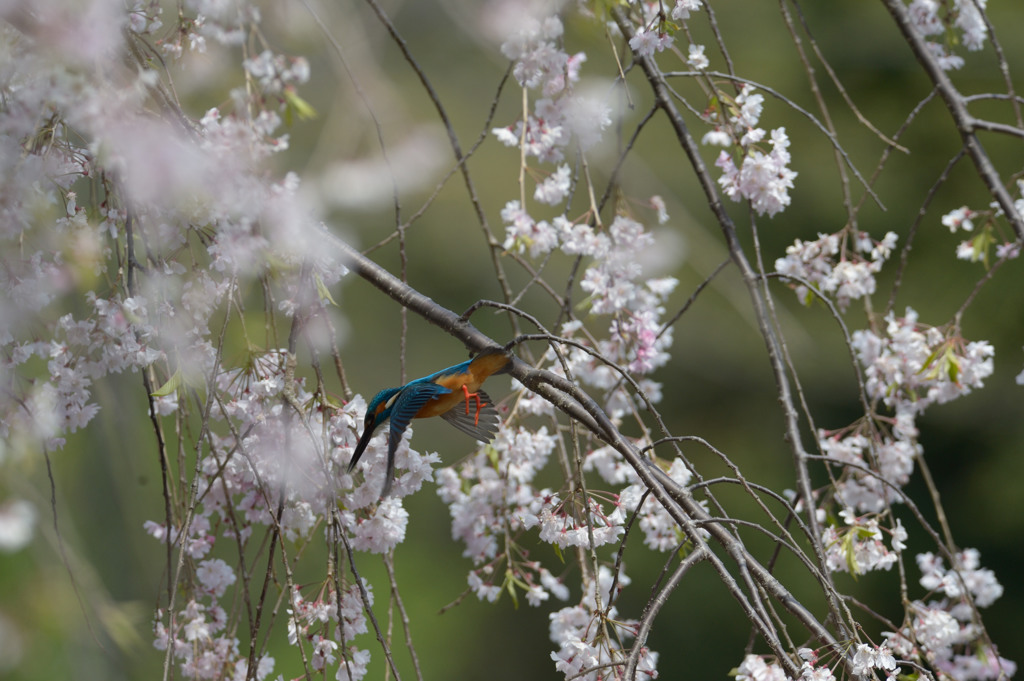 枝垂れ桜