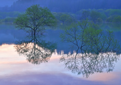 水没林