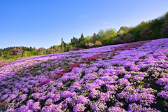 芝桜
