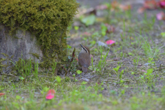 ヤブサメ