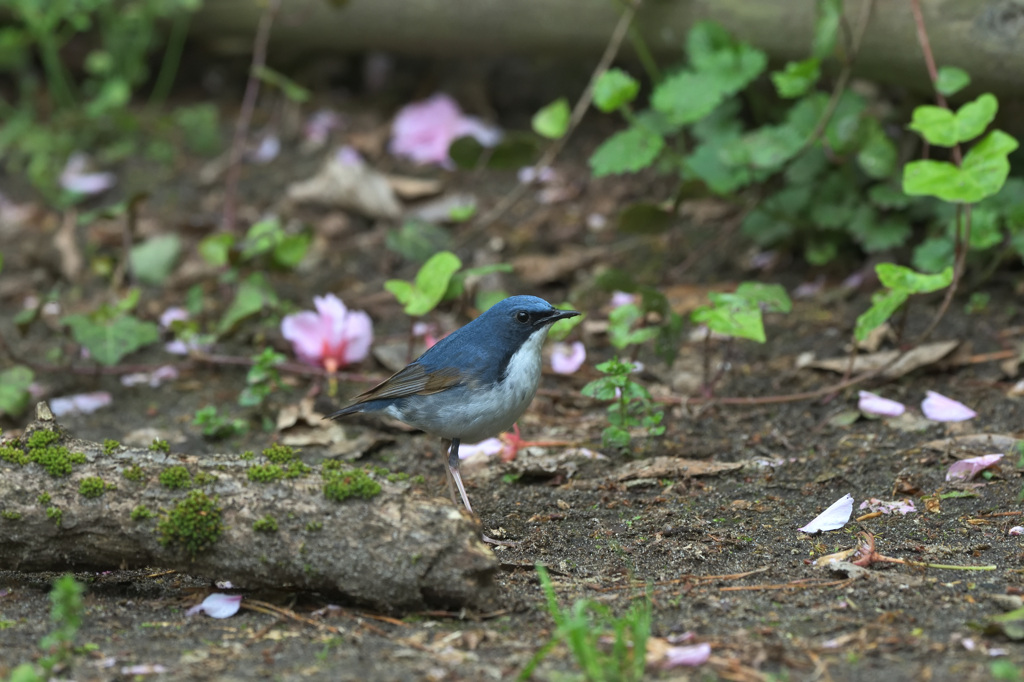 桜コルリ