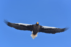オオワシ