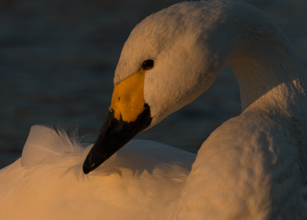 Gentle look