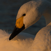 Gentle look
