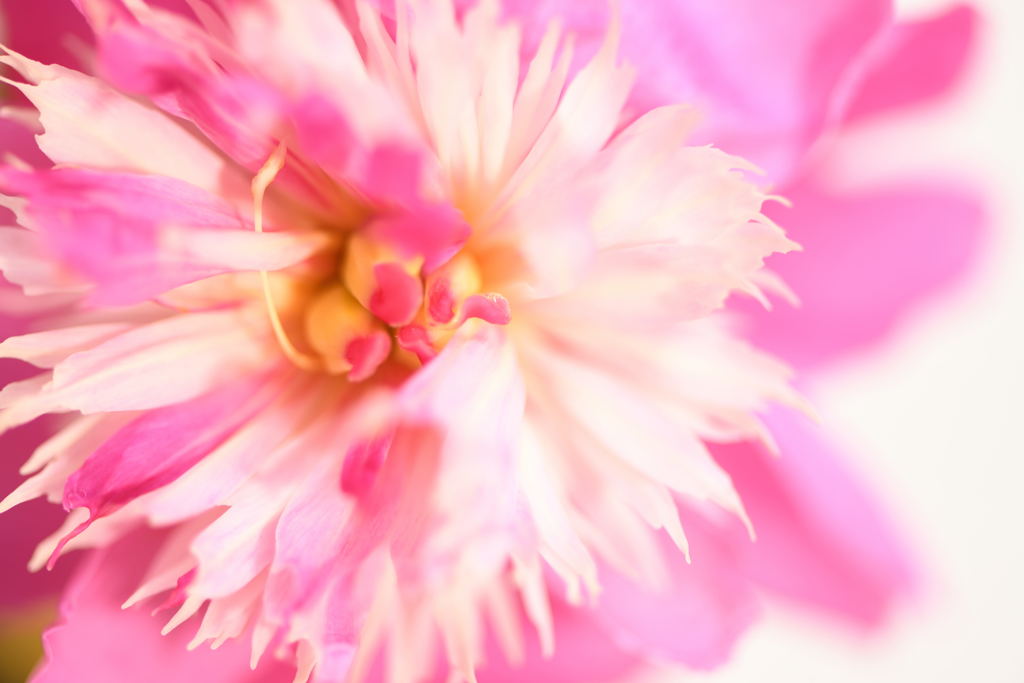 bashfulness