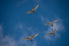 swan famly