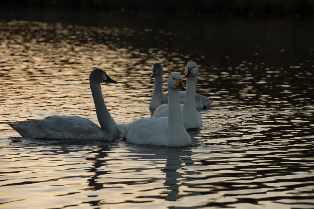 The family from Siberia