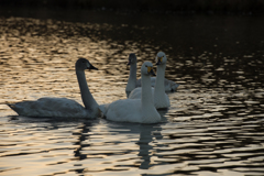 The family from Siberia