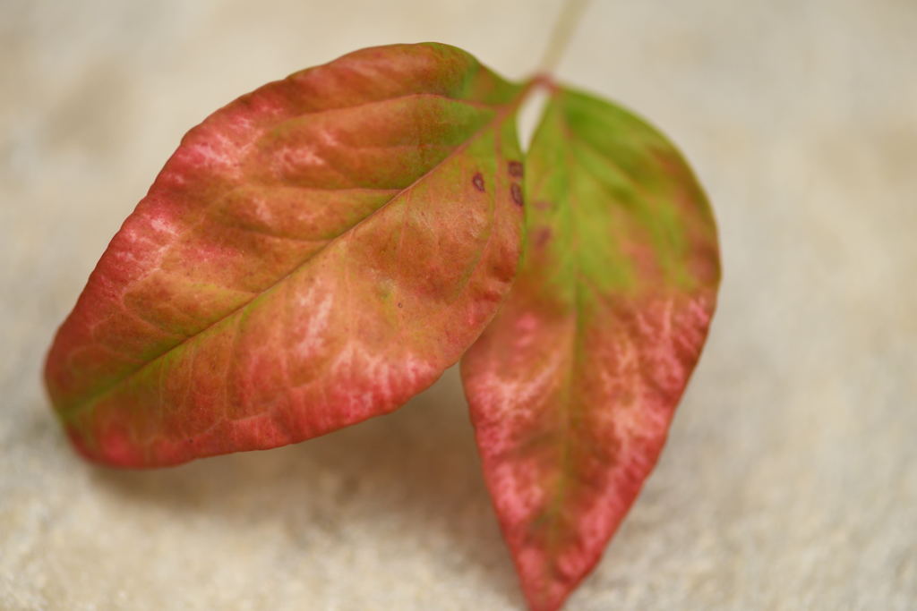a red color