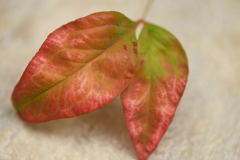 a red color