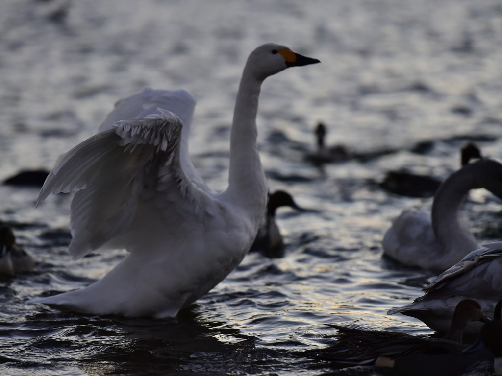 Swan who returns and has come