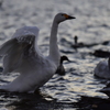 Swan who returns and has come