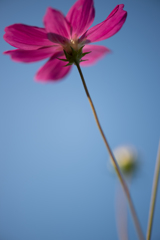 Cosmos in a late fall