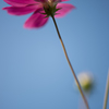 Cosmos in a late fall