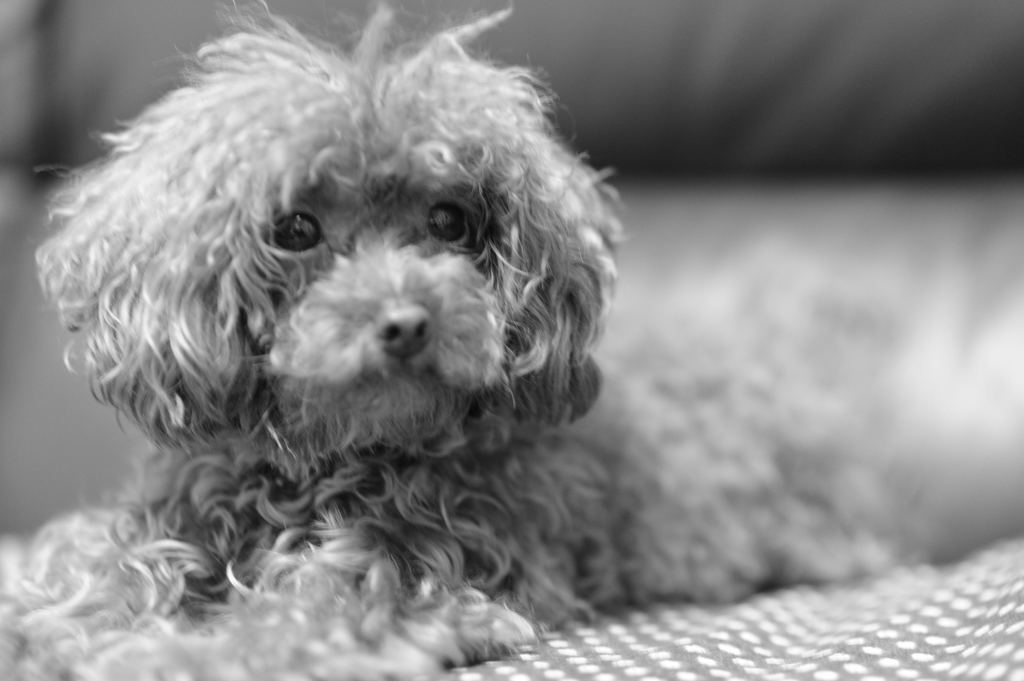 愛犬ロン