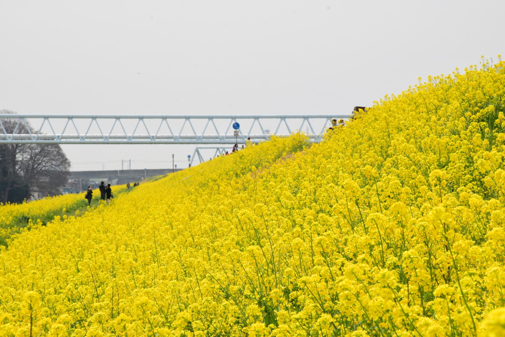 菜の花に囲まれて