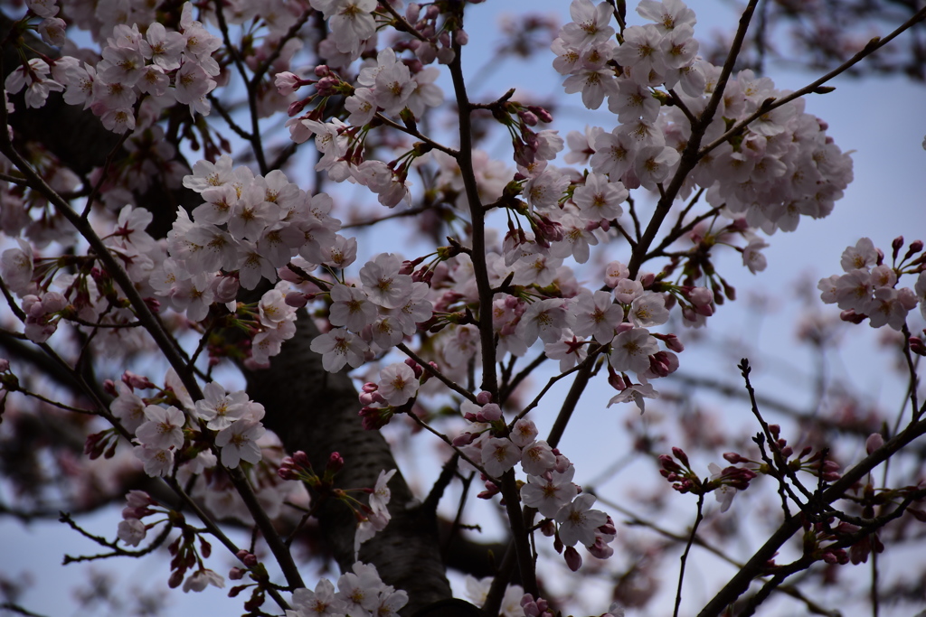 桜満開